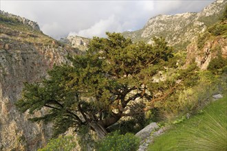 Phoenicean Juniper or Arar (Juniperus phoenicea)