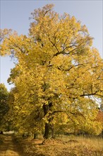 Small-leaved Lime or Little-leaf Linden (Tilia cordata) in autumn