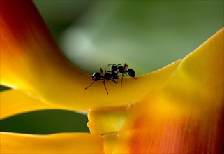 Two Camponotus (Camponotus) fighting on a Heliconia or False Bird-of-paradise (Heliconia rostrata)