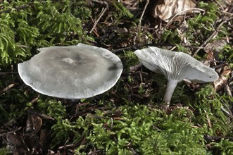 Green-blue Aniseed Toadstool (Clitocybe odora)