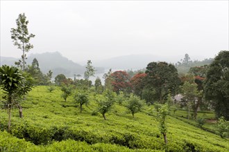 Tea plantation with trees