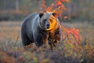 Brown Bear (Ursus arctos) in the autumnally coloured taiga or boreal forest in the last light