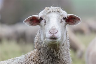 Hybrid cross between a Blackhead Persian Sheep (Ovis aries steatopyga persica) and a Merino Sheep (Ovis aries hispanica)