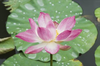 Lotus or Indian Lotus (Nelumbo nucifera)