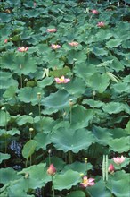 Indian Lotus or Lotus (Nelumbo nucifera)