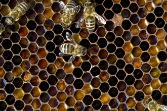 Honey Bees (Apis sp.) on a honeycomb