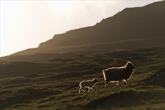 Ewe with a lamb with backlighting