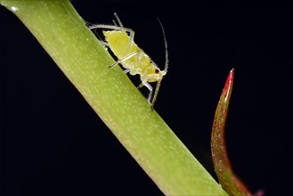 Large Rose Aphid (Macrosiphum rosae)