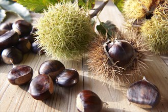 Organic chestnuts (Castanea sativa)