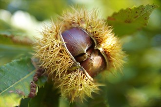 Ripe chestnuts (Castanea sativa)