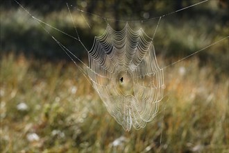 European Garden Spider or Cross Orbweaver (Araneus diadematus) in a web