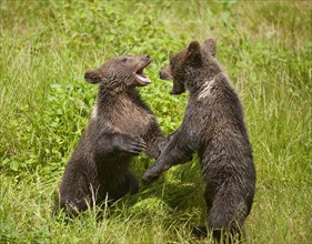 Brown Bears (Ursus arctos) cubs playing on a meadow