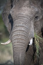 African elephant (Loxodonta africana) feeds on grass