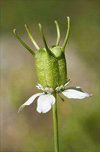 Immature follicle of the genuine Black Cumin (Nigella sativa)