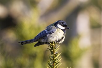 Great Tit (Parus major)