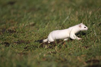 Stoat or Ermine (Mustela erminea) with white winter fur