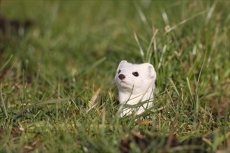 Stoat or Ermine (Mustela erminea) with white winter fur keeping lookout from a burrow