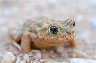 Green toad (Bufo viridis or Pseudepidalea viridis subgroup)