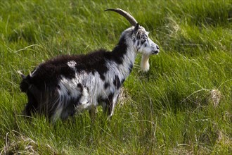 Feral goat (Capra hircus aegagrus)