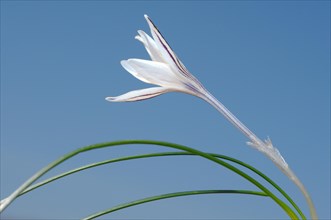 Crocus (Crocus reticulatus)