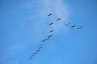 Cranes (Grus grus) flying in formation