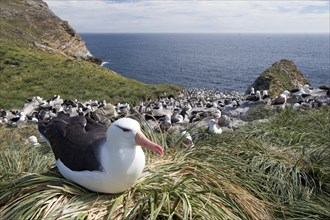 Black-browed Albatross or Black-browed Mollymawk (Thalassarche melanophris) perched on tussock grass in breeding colony