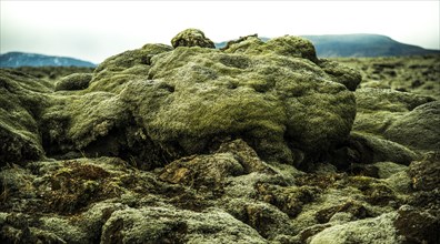 Iceland moss (Cetraria islandica) on lava rocks