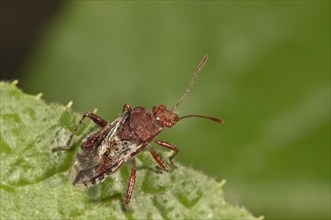 Scentless Plant Bug (Rhopalus subrufus)
