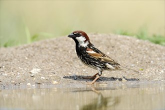 Spanish Sparrow or Willow Sparrow (Passer hispaniolensis)