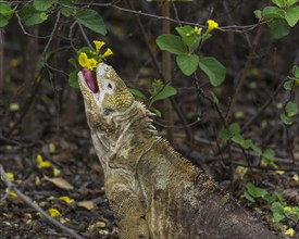 Galapagos Land Iguana (Conolophus subcristatus) feeding on a flower