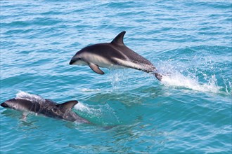 Hector's Dolphins (Cephalorhynchus hectori) jumping out of the water