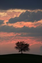 Tree silhouetted against a sky full of storm clouds