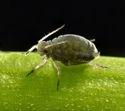 Adult Black Bean Aphid (Aphis fabae)