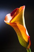 Orange-red flower of a Calla or Calla Lily (Zantedeschia)