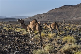 Arabian camels in stony desert landscape