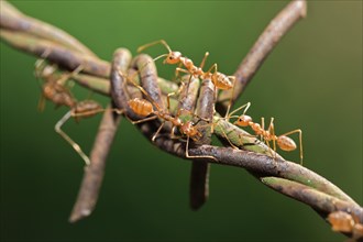Asian Weaver Ants (Oecophylla smaragdina) on barbed wire