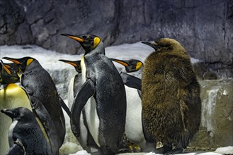 Emperor penguins (Aptenodytes forsteri) with young animal