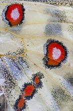 Apollo or Mountain Apollo butterfly (Parnassius apollo)