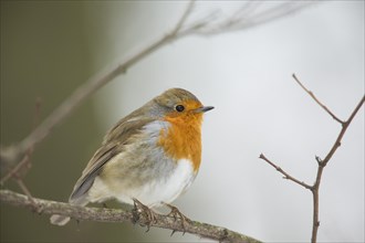 Robin (Erithacus rubecula) perched on twig