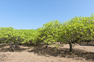 Cashew (Anacardium occidentale) trees on a plantation