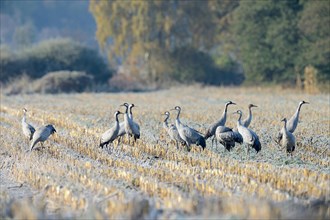 Cranes (Grus grus) foraging in a corn field in the morning