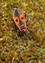 Common Fire Bug (Pyrrhocoris apterus) on moss