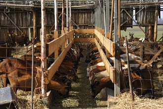 Dairy goats feeeding in a barn on a organic farm