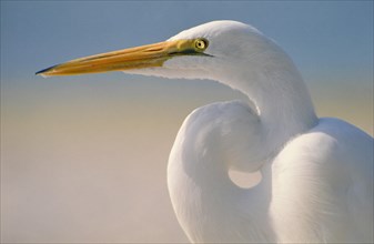 Great Egret (casmerodius albus