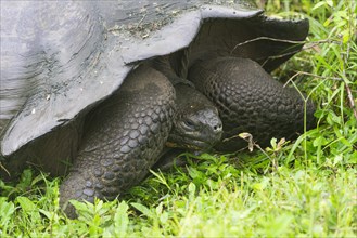 Galapagos Giant Tortoise (Chelonoidis nigra)