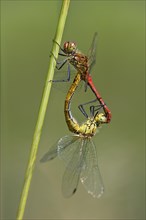 Swamp darters (Sympetrum depressiusculum) mating