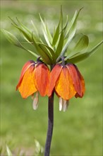 Crown Imperial Fritillary