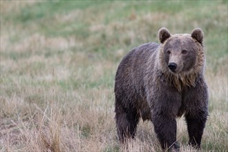 Brown Bear (Ursus arctos) in Skandinavisk Dyrepark or Scandinavian Wildlife Park
