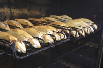 Trouts are being smoked in a smoker or smokehouse