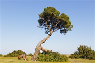 Pine tree on the beach of Olympos